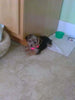 Yorkipoo For Sale Winesburg OH Female- Snickers