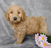 Medium F1B Labradoodle For Sale Millersburg, OH Male- Snoopy