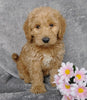 Medium F1B Labradoodle For Sale Millersburg, OH Male- Snoopy