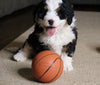 Mini Bernedoodle For Sale Fredericksburg, OH Male- Snoopy