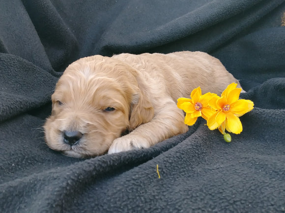 F1B Medium Labradoodle For Sale Millersburg, OH Male- Snoopy