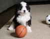 Mini Bernedoodle For Sale Fredericksburg, OH Male- Snoopy