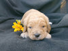 F1B Medium Labradoodle For Sale Millersburg, OH Male- Snoopy