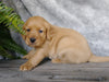 F1B Mini Labradoodle For Sale Millersburg, OH Male- Snoopy