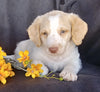 F1B Mini Labradoodle For Sale Millersburg, OH Male- Snoopy