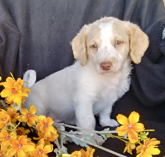 F1B Mini Labradoodle For Sale Millersburg, OH Male- Snoopy