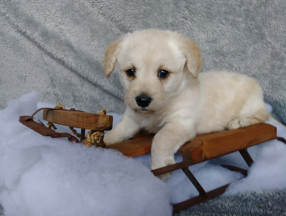 F1B Mini Labradoodle For Sale Millersburg, OH Female- Snuggles