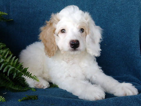 Cockapoo For Sale Millersburg, OH Male- Munchkin