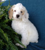 Cockapoo For Sale Millersburg, OH Male- Munchkin