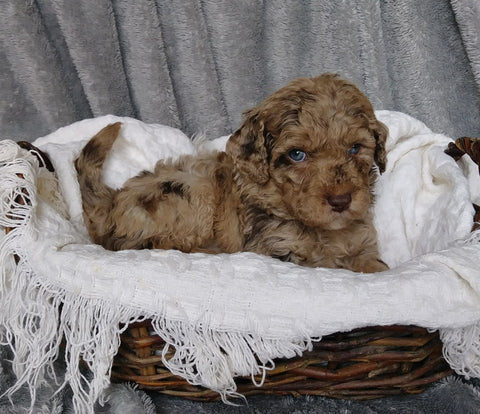 Mini Labradoodle For Sale Millersburg, OH Female- Sophia