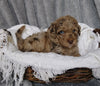 Mini Labradoodle For Sale Millersburg, OH Female- Sophia