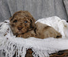 Mini Labradoodle For Sale Millersburg, OH Female- Sophia