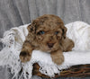 Mini Labradoodle For Sale Millersburg, OH Female- Sophia