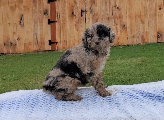 Mini Aussiedoodle For Sale Holmesville, OH Female- Sophie