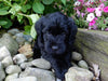 Mini Labradoodle For Sale Millersburg, OH Female- Sophie