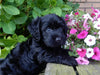 Mini Labradoodle For Sale Millersburg, OH Female- Sophie