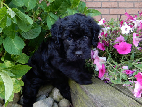 Mini Labradoodle For Sale Millersburg, OH Female- Sophie