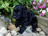 Mini Labradoodle For Sale Millersburg, OH Female- Sophie