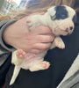 Rat Terrier Puppy For Sale Tampico, Illinois Male- Sparky