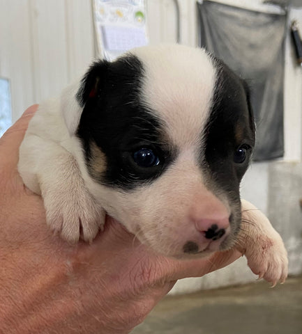 Rat Terrier Puppy For Sale Tampico, Illinois Male- Sparky