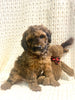 Moyen Poodle For Sale Wilmot, OH Female- Spice