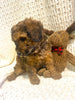 Moyen Poodle For Sale Wilmot, OH Female- Spice