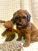 Moyen Poodle For Sale Wilmot, OH Female- Spice