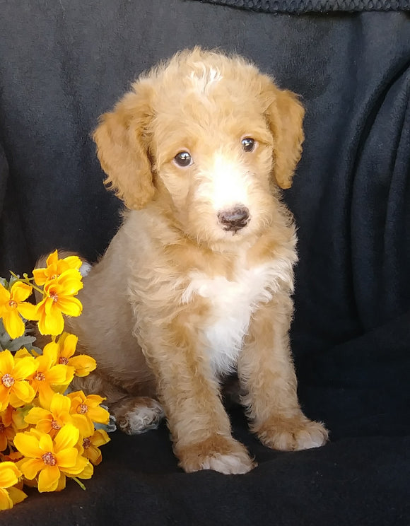 F1B Mini Labradoodle For Sale Millersburg, OH Male- Splash