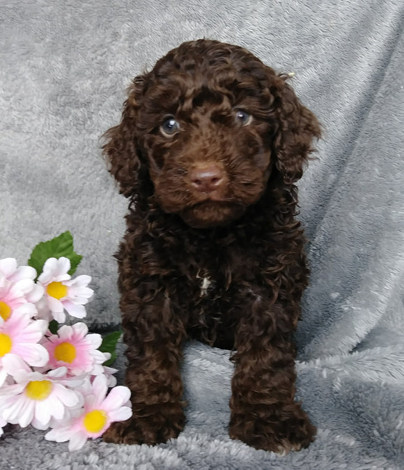 Medium F1B Labradoodle For Sale Millersburg, OH Female- Sprinkles