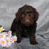 Medium F1B Labradoodle For Sale Millersburg, OH Female- Sprinkles