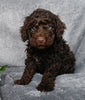 Medium F1B Labradoodle For Sale Millersburg, OH Female- Sprinkles