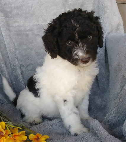 F1B Mini Labradoodle For Sale Millersburg, OH Female- Sprinkles