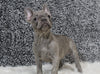 AKC Registered French Bulldog For Sale Fredricksburg, OH Female-Star