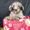 Mini Labradoodle For Sale Millersburg, OH Female- Starlight
