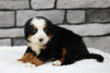 AKC Registered Bernese Mountain Dog For Sale Brinkhaven, OH Female- Stella