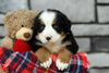 AKC Registered Bernese Mountain Dog For Sale Brinkhaven, OH Female- Stella