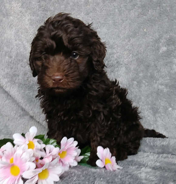 Medium F1B Labrdoodle For Sale Millersburg, OH Female- Sugar