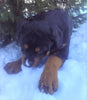 AKC Registered Rottweiler For Sale Sugarcreek, OH Female- Sugar