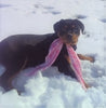 AKC Registered Rottweiler For Sale Sugarcreek, OH Female- Sugar