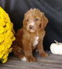 F1B Medium Labradoodle For Sale Millersburg, OH Female- Sunshine