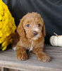 F1B Medium Labradoodle For Sale Millersburg, OH Female- Sunshine