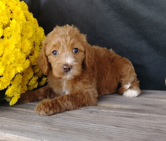 F1B Medium Labradoodle For Sale Millersburg, OH Female- Sunshine