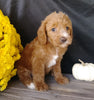 F1B Medium Labradoodle For Sale Millersburg, OH Female- Sunshine