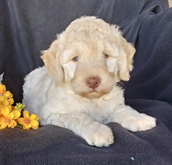 F1B Mini Labradoodle For Sale Millersburg, OH Female- Sunshine