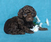 Cockapoo Puppy For Sale Millersburg, OH Female- Sunshine