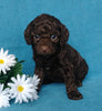 Cockapoo Puppy For Sale Millersburg, OH Female- Sunshine