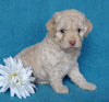 Cockapoo Puppy For Sale Millersburg, OH Female- Sweet Pea