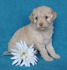 Cockapoo Puppy For Sale Millersburg, OH Female- Sweet Pea