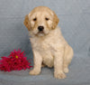 Goldendoodle For Sale Millersburg, OH Female- Sweetheart