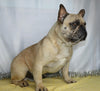 AKC Registered French Bulldog For Sale Wooster, OH Female- Inca
